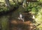 Black gray hunting dog crossbreed labrador playing and running at forest creak with lush green fern and trees. Summer