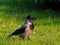 A black and gray rook walking on the grass