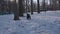 A black-and-gray young miniature schnauzer walks through the snow in a winter park