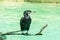 A black great cormorant perching on dry wood in a pool