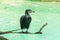 A black great cormorant perching on a pool and waiting for hunting fish