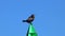 Black great cormorant sitting and resting on green landmark pylon clear blue sky as blue background