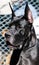 Black Great Dane Dog portrait
