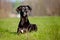 Black great dane dog portrait