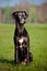 Black great dane dog portrait