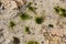 Black and green algae under the water. Seaweed.