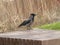 Black and grey crow siting on wooden plank.