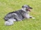 Black, grey dog lying on grass.