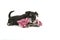 Black and grey mini schnauzer puppy lying on the floor chewing on a pink and white woven rope toy seen from the side