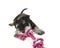 Black and grey mini schnauzer puppy lying on the floor pulling on a pink and white woven rope toy