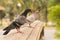 black-grey multi colour pigeon stand on sandstone bridge in park with a blur another grey pigion trees background