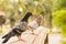 Black-grey multi colour pigeon stand on sandstone bridge in park with a blur another grey pigion trees background