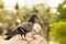 Black-grey multi colour pigeon stand on sandstone bridge in park with a blur another grey pigion trees background