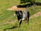 Black and grey ox on green pasture bull livestock - cattle raising