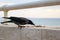 A black and grey raven eating food on the seashore