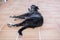 Black greyhound lying in the ground
