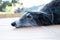 Black greyhound lying in the ground