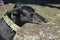 Black Greyhound profile on leash.