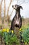 Black Greyhound with spring flowers