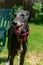 Black greyhound tongue out