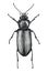 Black ground beetle hand draw vintage engraving style black and white clipart isolated on white background