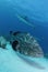 Black Grouper and Caribbean Reef Shark