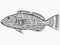 Black Grouper Reef and Wreck Fish Florida and Gulf of Mexico Cartoon Retro Drawing