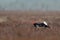 Black grouse with female black grouse