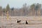 Black Grouse fight