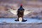 Black grouse fly in cold morning. Nice bird Grouse, Tetrao tetrix, in marshland, Finland. Spring mating season in the nature.