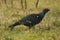 Black Grouse - Lyrurus tetrix