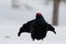 Black grouse make courtship display, sweden