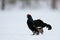 Black grouse make courtship display, sweden