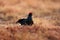 Black grouse on the meadow. Lekking nice bird Grouse, Tetrao tetrix, in marshland, Sweden. Cold spring in the nature. Wildlife sce