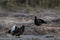 Black grouse, northern black grouse, lyrurus tetrix