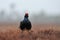 Black Grouse in the rain