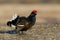 Black Grouse shouting