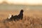 Black grouse shouting