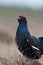 Black grouse shouting