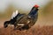 Black grouse singing