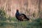 Black grouse in spring nature