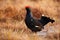 Black Grouse, Tetrao tetrix, lekking nice black bird in marshland, red cap head, animal in the nature forest habitat, Norway