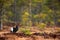 Black Grouse, Tetrao tetrix, lekking nice black bird in marshland, red cap head, animal in the nature forest habitat, Sweden