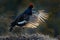Black Grouse, Tetrao tetrix, lekking nice black bird in marshland, red cap head, animal in the nature forest habitat, Sweden.