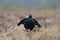 Black grouse walking