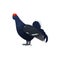 Black grouse wild bird, hunt fowl