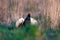 Black grouse in wildlife