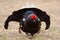 Black grouses in breeding plumage-002