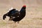 Black grouses in breeding plumage-007