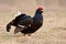 Black grouses in breeding plumage-009